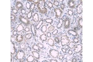 DAB staining on IHC-P; Samples: Human Kidney Tissue. (APOA1 抗体  (AA 122-267))