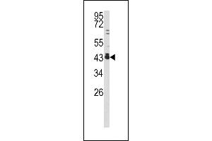 Western blot analysis of c-fos antibody (C-term) (ABIN390510 and ABIN2840864) in 293 cell line lysates (35 μg/lane). (c-FOS 抗体  (C-Term))