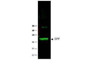 Image no. 1 for anti-Green Fluorescent Protein (GFP) antibody (ABIN401203) (GFP 抗体)