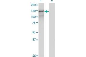 Western Blotting (WB) image for anti-Protocadherin 10 (PCDH10) (AA 18-128) antibody (ABIN961417) (PCDH10 抗体  (AA 18-128))