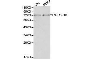 Western Blotting (WB) image for anti-Tumor Necrosis Factor Receptor Superfamily, Member 1B (TNFRSF1B) antibody (ABIN1875134) (TNFRSF1B 抗体)