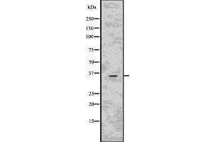 Western blot analysis of CD40LG using HepG2 whole  lysates. (CD40 Ligand 抗体  (Internal Region))