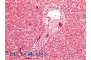 ABIN1781975 (2. (Cytokeratin 19 抗体  (AA 285-298))