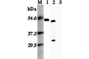 Western blot analysis using anti-FOXP3 (mouse), pAb  at 1:5'000 dilution. (FOXP3 抗体)