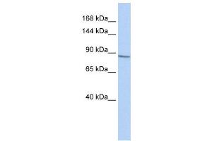 Western Blotting (WB) image for anti-Potassium Voltage-Gated Channel, Shab-Related Subfamily, Member 1 (KCNB1) antibody (ABIN2458059) (Kv2.1/KCNB1 抗体)