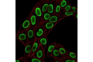 Immunofluorescence (IF) image for anti-Histone H1 antibody (ABIN6939600)