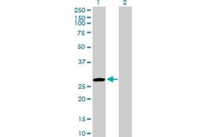 Western Blot analysis of USF1 expression in transfected 293T cell line by USF1 MaxPab polyclonal antibody. (USF1 抗体  (AA 1-310))