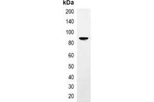 Immunoprecipitation of TAP-tagged protein from HEK293T cells transfected with vector overexpressing TAP tag, using Anti-TAP-tag Antibody. (TAP Tag 抗体)