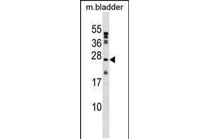 Western blot analysis in mouse bladder tissue lysates (35ug/lane). (PTP4A1 抗体  (C-Term))