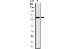 Western Blotting (WB) image for anti-Orthodenticle Homeobox 2 (OTX2) antibody (ABIN1845978) (OTX2 抗体)