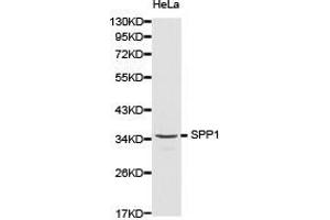 Western Blotting (WB) image for anti-Secreted phosphoprotein 1 (SPP1) antibody (ABIN1874926) (Osteopontin 抗体)