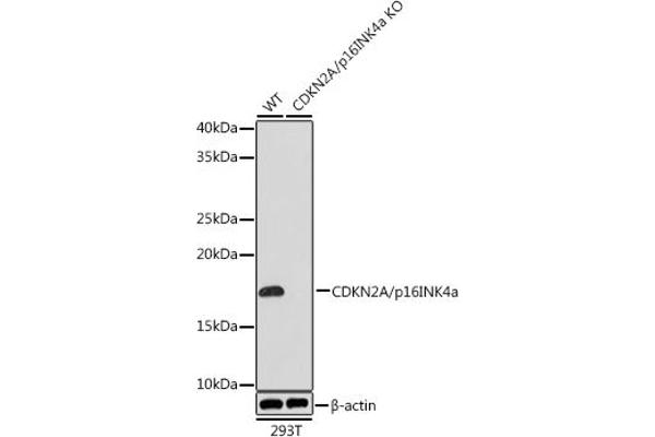 CDKN2A 抗体