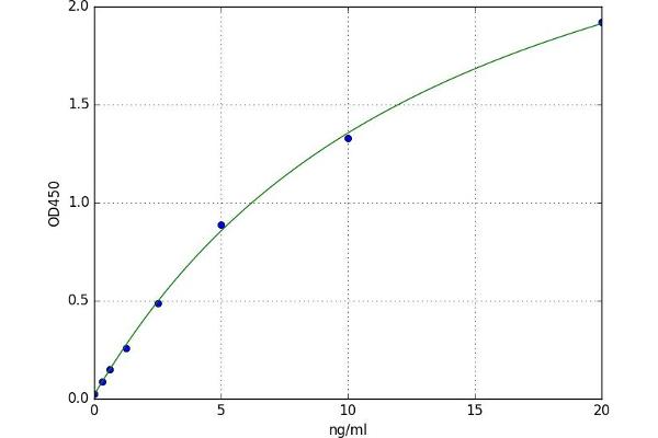 MAGEA3 ELISA 试剂盒