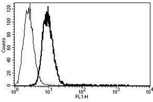 A typical staining pattern with the B-C34 monoclonal antibody of KG-1a cell line (CD34 Class I 抗体)