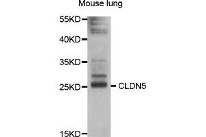 Western blot analysis of extracts of mouse lung, using CLDN5 antibody (ABIN5997454) at 1/1000 dilution. (Claudin 5 抗体)