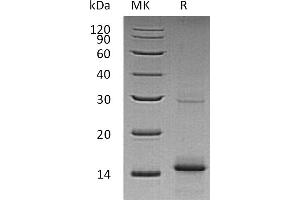 Greater than 95 % as determined by reducing SDS-PAGE. (GDF5 蛋白)