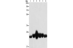 Western Blotting (WB) image for anti-Caveolin 1, Caveolae Protein, 22kDa (CAV1) antibody (ABIN2434259) (Caveolin-1 抗体)