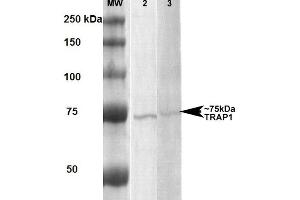Western Blot analysis of Human, Rat Human A431 and Rat Brain Membrane cell lysates showing detection of ~75 kDa Trap1 protein using Mouse Anti-Trap1 Monoclonal Antibody, Clone 3H4-2H6 . (TRAP1 抗体  (FITC))