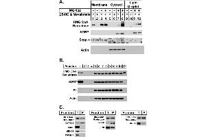 Western Blotting (WB) image for anti-Perilipin 2 (PLIN2) (AA 1-29), (N-Term) antibody (ABIN285650)