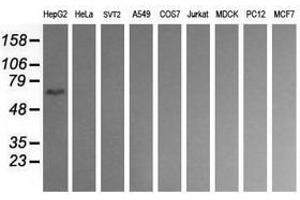 Image no. 2 for anti-CD19 Molecule (CD19) antibody (ABIN1497183) (CD19 抗体)