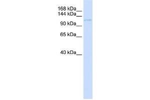 Western Blotting (WB) image for anti-Ubinuclein 1 (UBN1) antibody (ABIN2459132) (Ubinuclein 1 抗体)