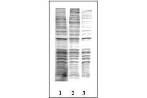 Western Blotting (WB) image for anti-Phosphothreonine (phosphorylated) antibody (ABIN126868) (Phosphothreonine 抗体  (phosphorylated))