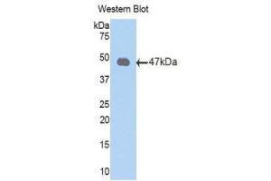 Western Blotting (WB) image for anti-Peroxiredoxin 2 (PRDX2) (AA 6-164) antibody (ABIN1860305) (Peroxiredoxin 2 抗体  (AA 6-164))