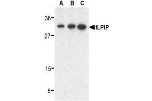 Western blot analysis of ILPIP in human heart lysate with AP30432PU-N ILPIP antibody at 0. (STRADB 抗体  (C-Term))