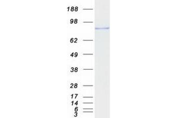 PDE4B Protein (Transcript Variant A) (Myc-DYKDDDDK Tag)