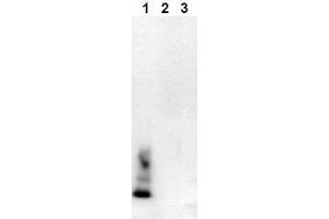 Western Blotting (WB) image for anti-Amyloid beta (Abeta) (AA 1-40), (C-Term), (N-Term) antibody (Biotin) (ABIN126717) (beta Amyloid 抗体  (C-Term, N-Term) (Biotin))