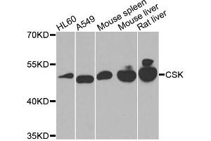 Western blot analysis of extracts of various cells, using CSK antibody. (CSK 抗体)