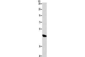 Western Blotting (WB) image for anti-Bombesin-Like Receptor 3 (BRS3) antibody (ABIN2432736) (BRS3 抗体)