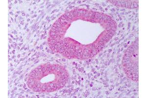 Anti-PDIA3 / ERp57 antibody IHC of human uterus, endometrium. (PDIA3 抗体  (FITC))