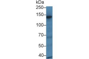 Western Blot; Sample: Mouse Eye lysate; ;Primary Ab: 1µg/ml Rabbit Anti-Rat RBP3 Antibody;Second Ab: 0. (RBP3 抗体  (AA 1027-1229))