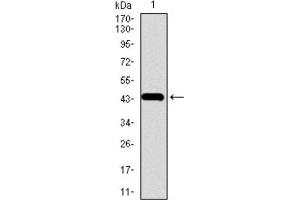 Western Blotting (WB) image for anti-Chromogranin A (CHGA) (AA 87-252) antibody (ABIN1845525) (Chromogranin A 抗体  (AA 87-252))
