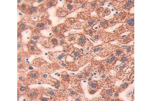 Used in DAB staining on fromalin fixed paraffin- embedded Kidney tissue (CIB1 抗体  (AA 2-191))