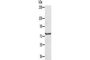 Western Blotting (WB) image for anti-Myxovirus Resistance Protein 1 (MX1) antibody (ABIN2430284) (MX1 抗体)