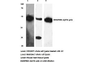 Western blot (WB) analysis of BSG/EMMPRIN antibody (CD147 抗体)