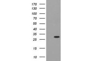 Image no. 2 for anti-Pyrroline-5-Carboxylate Reductase 3 (PYCRL) antibody (ABIN1500522) (PYCRL 抗体)