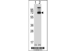 Western blot analysis of HSF1 using rabbit polyclonal HSF1 Antibody using 293 cell lysates (2 ug/lane) either nontransfected (Lane 1) or transiently transfected (Lane 2) with the HSF1 gene. (HSF1 抗体  (N-Term))