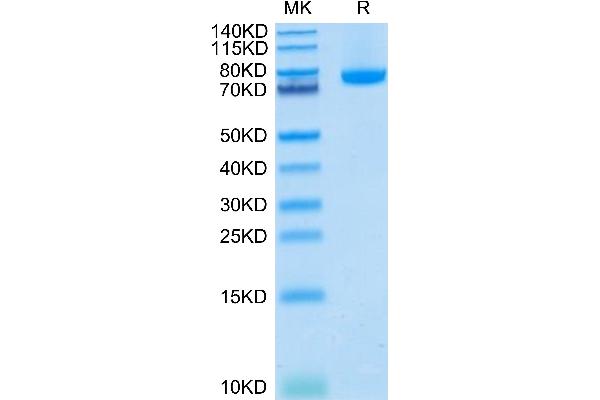 BAFF Protein (Trimer) (hFc-DYKDDDDK Tag)