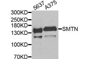 Western blot analysis of extracts of various cell lines, using SMTN antibody (ABIN5975265) at 1/1000 dilution. (Smoothelin 抗体)