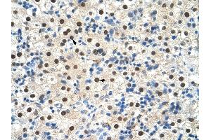 ZNF326 antibody was used for immunohistochemistry at a concentration of 4-8 ug/ml to stain Hepatocytes (arrows) in Human Liver. (ZNF326 抗体  (C-Term))