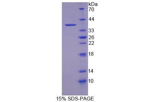 CNTNAP5 Protein (AA 25-302)