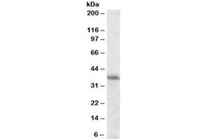 Western blot testing of K562 cell lysate with HMOX2 antibody at 0. (HMOX2 抗体)
