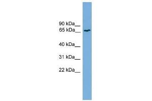 Western Blot showing MRE11A antibody used at a concentration of 1-2 ug/ml to detect its target protein. (Mre11 抗体  (Middle Region))