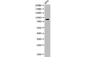 Western Blot analysis of K562 cells using Acetyl-HSP 90 (K292/284) Polyclonal Antibody (HSP9AA1 (acLys284), (acLys292) 抗体)