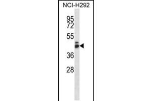 Western blot analysis in NCI-H292 cell line lysates (35ug/lane). (GPR27 抗体  (AA 193-221))