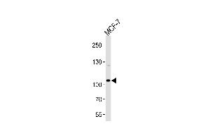 Western blot analysis of lysate from MCF-7 cell line, using SULF2 Antibody at 1:1000 at each lane. (SULF2 抗体  (C-Term))