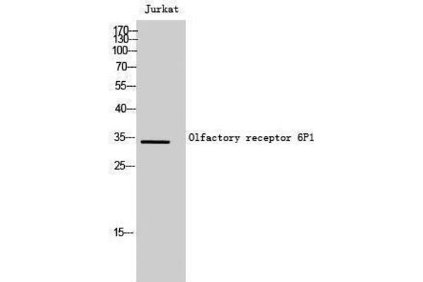 OR6P1 抗体  (Internal Region)